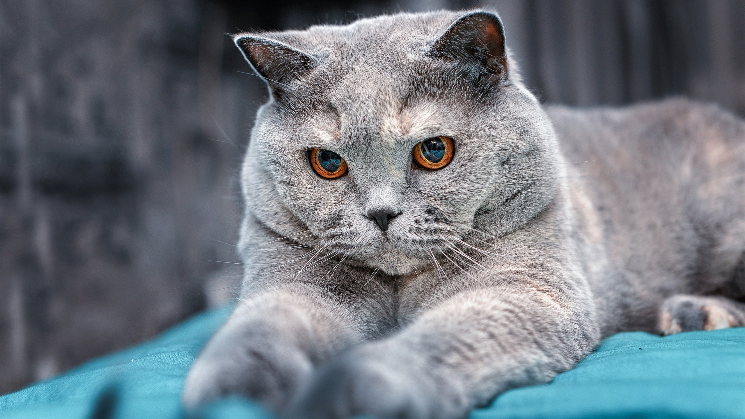 压迫后横传断球转为中路直插